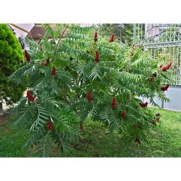 BUSKE RÖNNSUMAK RHUS TYPHINA 3-PACK