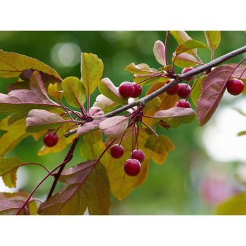 PRYDNADSTRÄD RÖNNBÄRSAPEL 90-110CM 