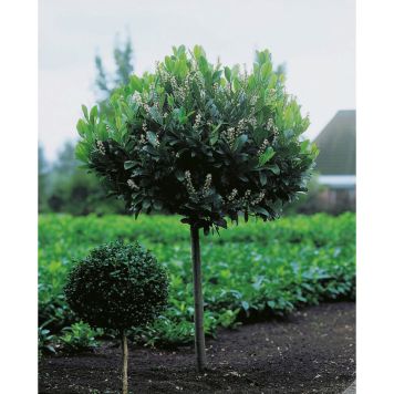 PRYDNADSTRÄD LAGERHÄGG 80-100CM  