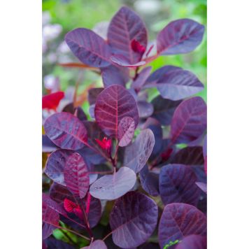 PRYDNADSTRÄD RÖDBLADIG PERUKBUSKE 80CM 