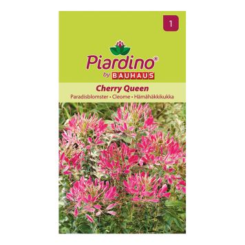 BLOMFRÖ PIARDINO PARADISBLOMSTER CHERRY QUEEN 