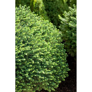 BARRVÄXT SERBISK DVÄRGGRAN 25-30CM 5-PACK 