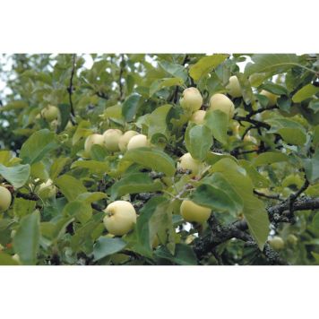 ÄPPELTRÄD TRANSPARENTE BLANCHE 150-200CM MED UPPBINDNINGSKIT