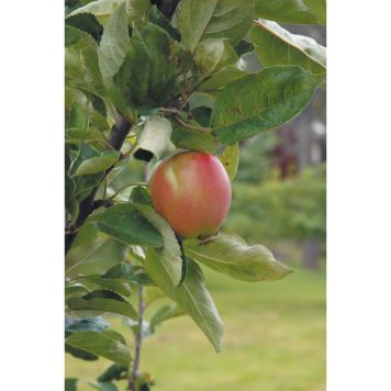 ÄPPELTRÄD ÅKERÖ 150-200CM MED UPPBINDNINGSKIT