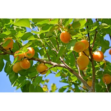 APRIKOSTRÄD TROS ORANJE 150-200CM