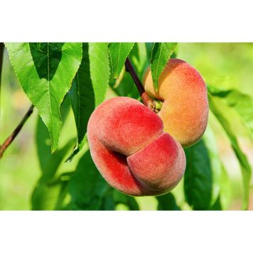 PERSIKOTRÄD SATURN 150-200CM 