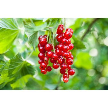 BÄRBUSKE RÖDA VINBÄR ROLAN KRUKODLAD 10-PACK