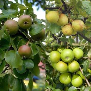 PÄRONTRÄD FAMILJETRÄD 150-200CM MED UPPBINDNINGSKIT