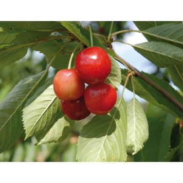 KÖRSBÄRSTRÄD SVAGVÄXANDE MERTON GLORY 150-200CM MED UPPBINDNING