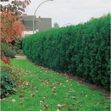 HÄCK HYBRIDIDEGRAN CO 20-30CM 10-PACK   