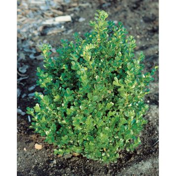 HÄCK BUXBOM 11-15CM 10-PACK