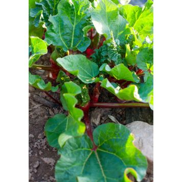 RABARBER BARBRO KRUKODLAD