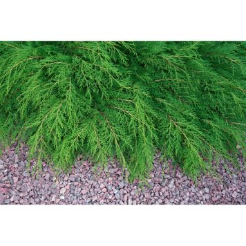 BARRVÄXT KRYPTUJA 30-35CM 