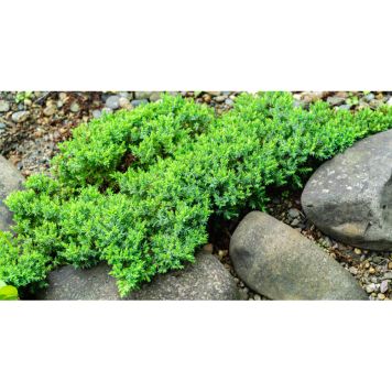 BARRVÄXT JAPANSK KRYP-EN BLÅGRÖN 25-30CM 5-PACK 