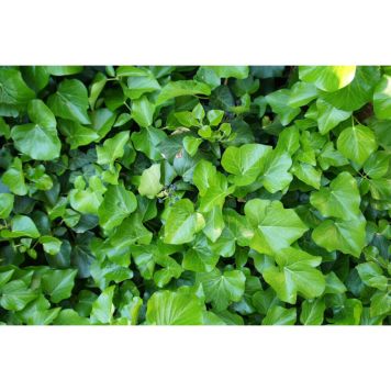 HÄCK MURGRÖNA CO 15-30CM 10-PACK  