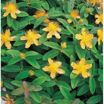 HÄCK PRAKTHYPERIKUM CO 15-30CM 10-PACK  