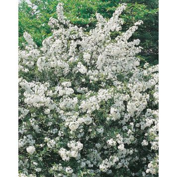 HÄCK BUKETTAPEL CO 20-40CM 10-PACK  