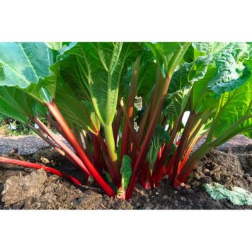 RABARBER RED CHAMPAGNE KRUKODLAD 3-PACK