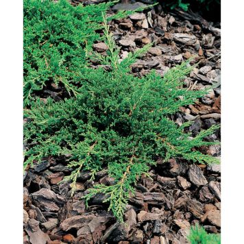 BARRVÄXT AMERIKANSK KRYP-EN GRÖNGUL 30-35CM 5-PACK 