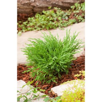 BARRVÄXT AMERIKANSK KRYP-EN GRÖN 30-35CM 3-PACK 