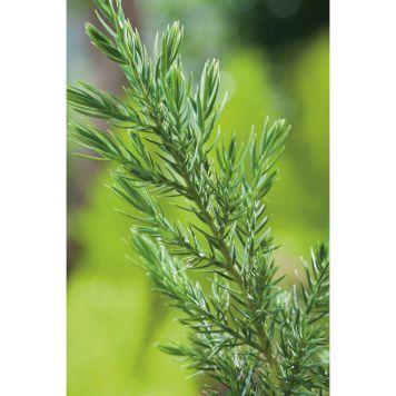 BARRVÄXT KINESISK STRICTA 30-40CM 5-PACK 