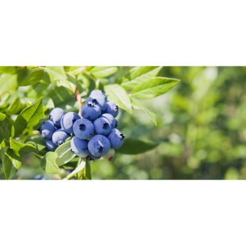 BÄRBUSKE AMERIKANSKT BLÅBÄR NORTHLAND KRUKODLAD 3-PACK