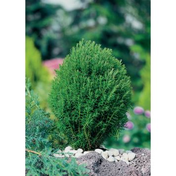 BARRVÄXT TUJA TEDDY 20-25CM 5-PACK 