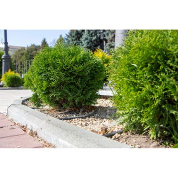 BARRVÄXT TUJA LITTLE GIANT 25-30CM 5-PACK 