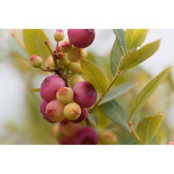 BÄRBUSKE AMERIKANSKT BLÅBÄR PINK LEMONADE KRUKODLAD 5-PACK