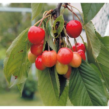 KÖRSBÄRSTRÄD ALLMÄN GULRÖD BIGARRÅ 150-200CM MED UPPBINDNING