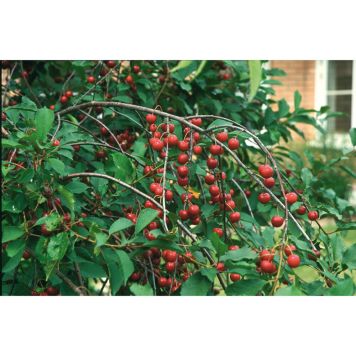 KÖRSBÄRSTRÄD SKUGGMORELL 150-200CM MED UPPBINDNINGSKIT