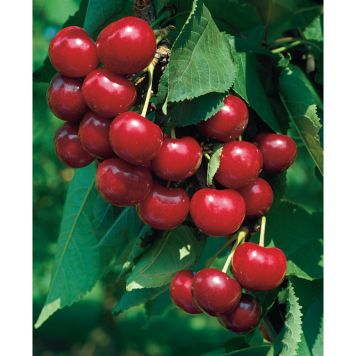 KÖRSBÄRSTRÄD VAN 150-200CM MED UPPBINDNINGSKIT