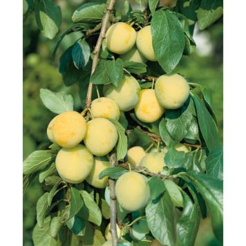 PLOMMONTRÄD REINE CLAUDE D´OULLINS 150-200CM MED UPPBINDNING