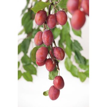 PLOMMONTRÄD VICTORIA 150-200CM MED UPPBINDNINGSKIT