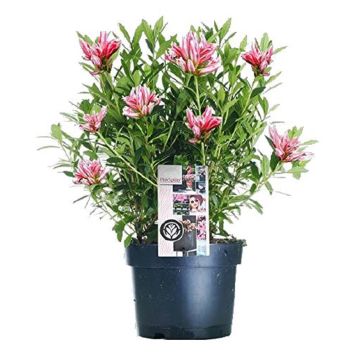 RHODODENDRON 'PINK SPIDER' 17CM