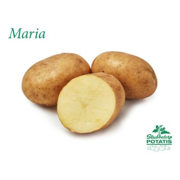 SÄTTPOTATIS STUBBETORP MARIA 3 KG
