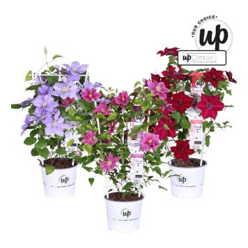 KLEMATIS OLIKA FÄRGER 19CM