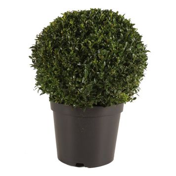 BUXBOM KLOT Ø30CM KRUKA 23CM