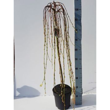 HÄNGSÄLG 'KILMARNOCK' 21CM