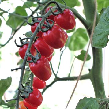 JORDGUBBSTOMAT EKO 12CM