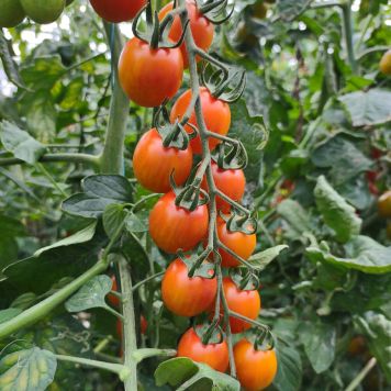 TOMAT CHERRY AURA 12CM
