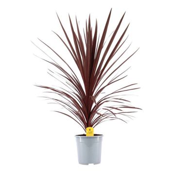 SYDDRACENA SUPERSTAR 23CM