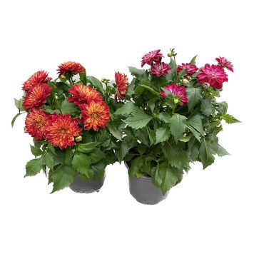 DAHLIA BLANDADE FÄRGER KRUKA 23CM