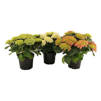 HORTENSIA OLIKA FÄRGER 23CM