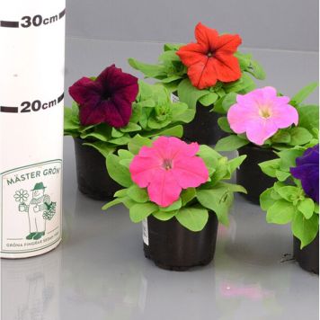 PETUNIA OLIKA FÄRGER 10,5CM