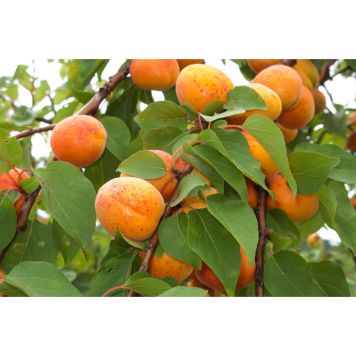 APRIKOSTRÄD ORANGERED 80-120CM