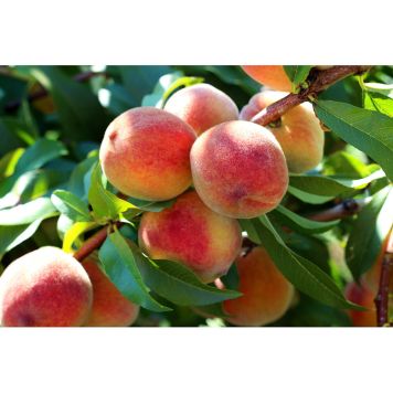 PERSIKOTRÄD REDHAVEN 80-120CM 