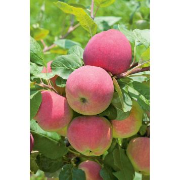 ÄPPELTRÄD RÖD MELBA 125-200CM 