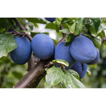 PLOMMONTRÄD SVISKON 125-200CM MED UPPBINDNINGSKIT 