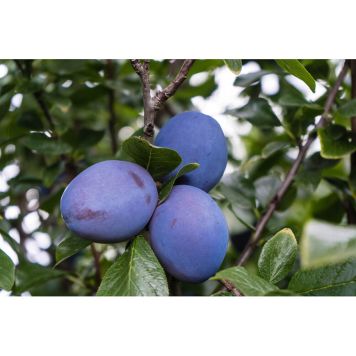 PLOMMONTRÄD HERMAN E 125-200CM 